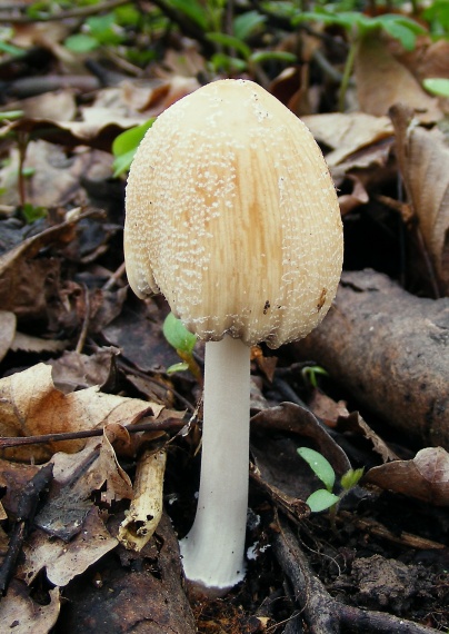 hnojník domový Coprinus domesticus