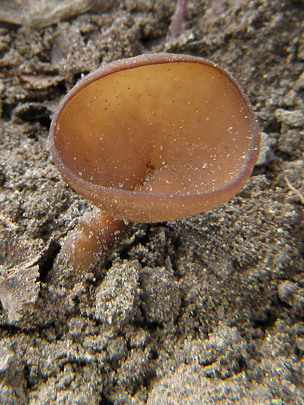 hľuznatka veternicová  Dumontinia tuberosa (Bull.) L.M. Kohn