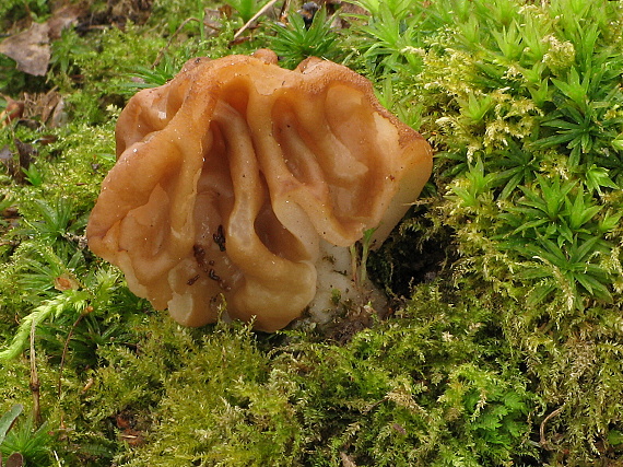 ušiak obrovský Gyromitra gigas  (Krombh.) Cooke