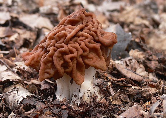 ušiak obrovský Gyromitra gigas (Krombh.) Cooke