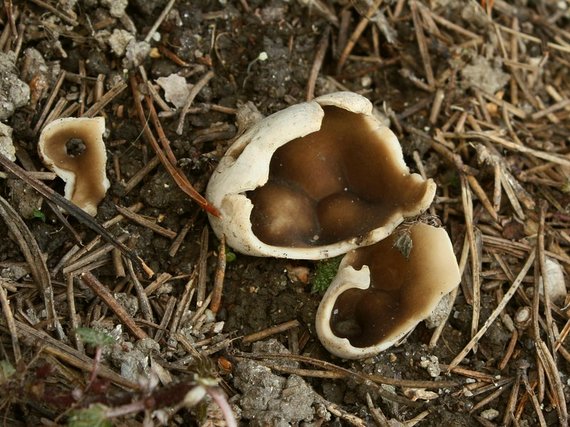 chriapač sosnový Helvella leucomelaena (Pers.) Nannf.