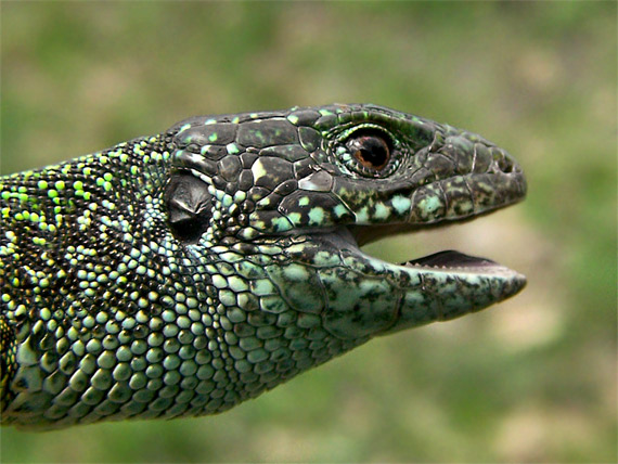 jašterica zelená Lacerta viridis