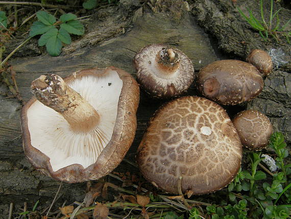 houževnatec jedlý - Šii-take Lentinula edodes (Berk.) Pegler