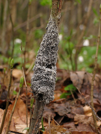 penovka biela Mucilago crustacea var. crustacea  P. Micheli ex F.H. Wigg.