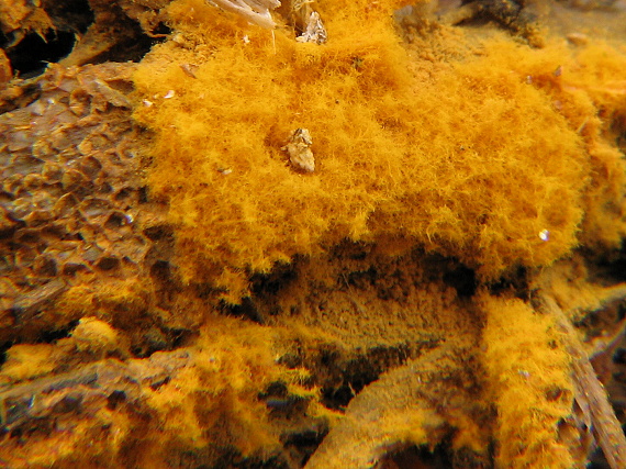 slizovka Myxomycetes