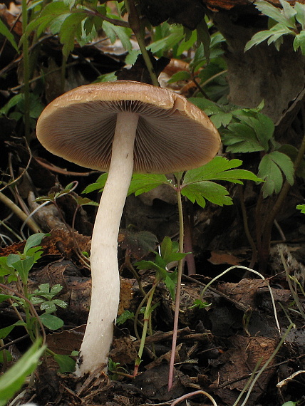 drobuľka Psathyrella sp.