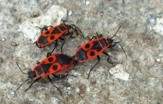 cifruša bezkrídla Pyrrhocoris apterus