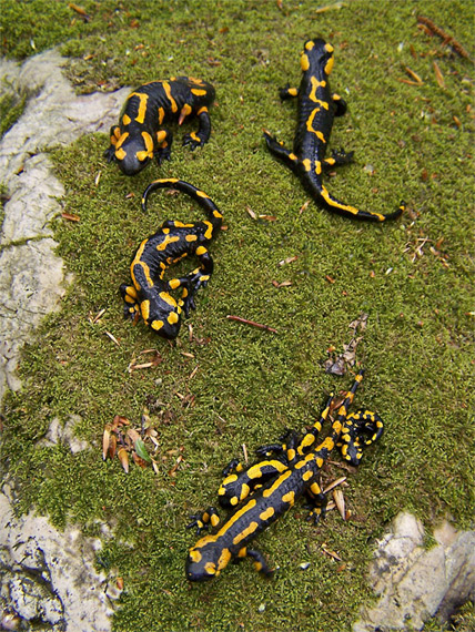 vyslobodené Salamandra salamandra