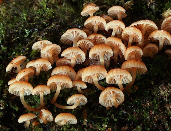 tanečnička zvončekovitá Xeromphalina campanella (Batsch) Maire