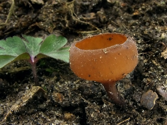 hľuznatka veternicová Dumontinia tuberosa (Bull.) L.M. Kohn