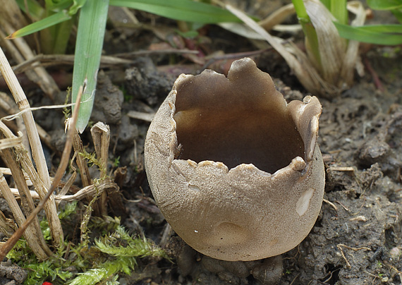 chriapač sosnový Helvella leucomelaena (Pers.) Nannf.