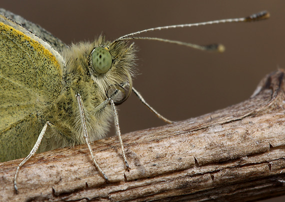 mlynárik repový Pieris rapae