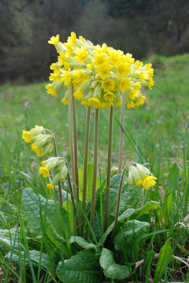 prvosienka jarná Primula veris L.