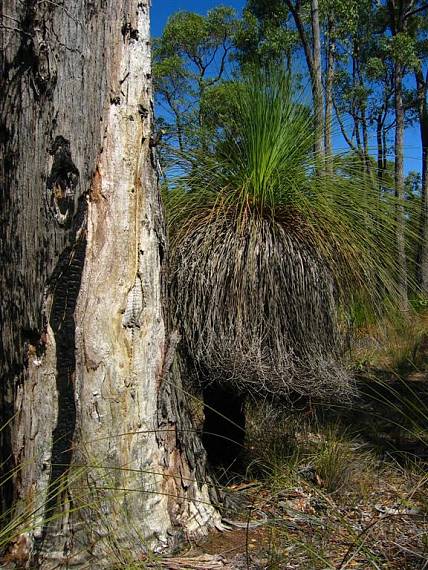 grass trees