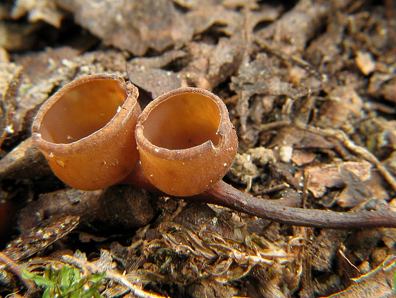 hľuznatka veternicová Dumontinia tuberosa (Bull.) L.M. Kohn