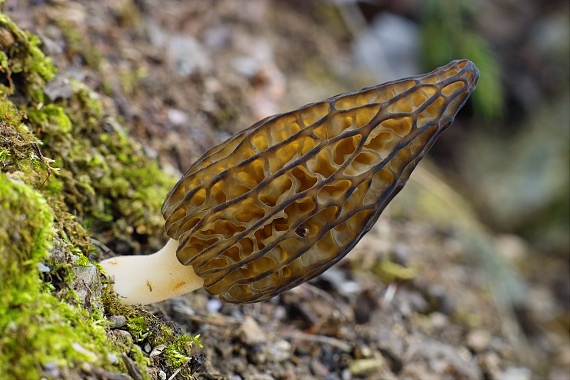 smrčok kužeľovitý Morchella conica Pers.