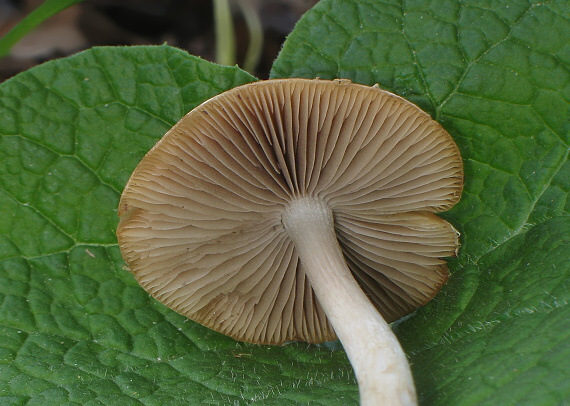 drobuľka Psathyrella sp.