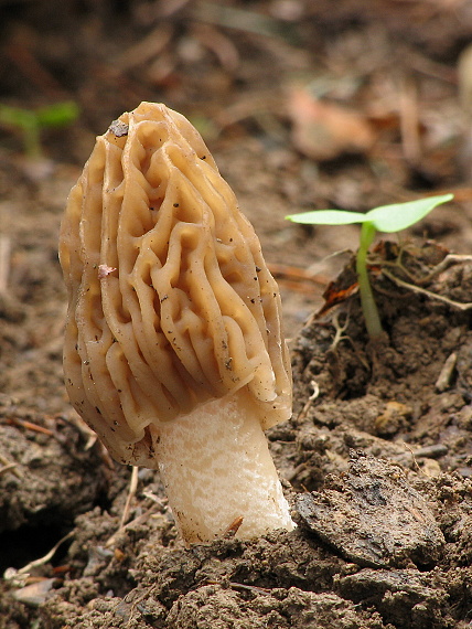 smrčkovec český Verpa bohemica (Krombh.) J. Schröt.