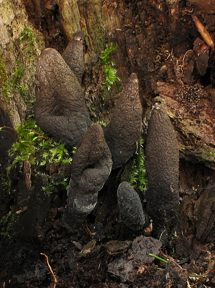 drevnatec Xylaria sp.