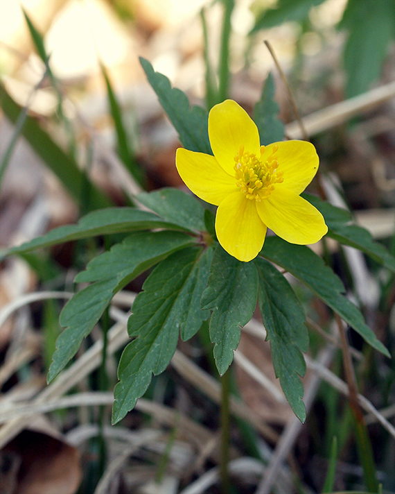 veternica iskerníkovitá Anemone ranunculoides L.