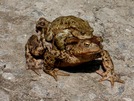 ropucha bradavičnatá Bufo bufo