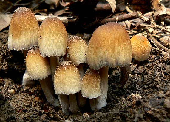 hnojník ligotavý Coprinellus micaceus (Bull.) Vilgalys, Hopple & Jacq. Johnson