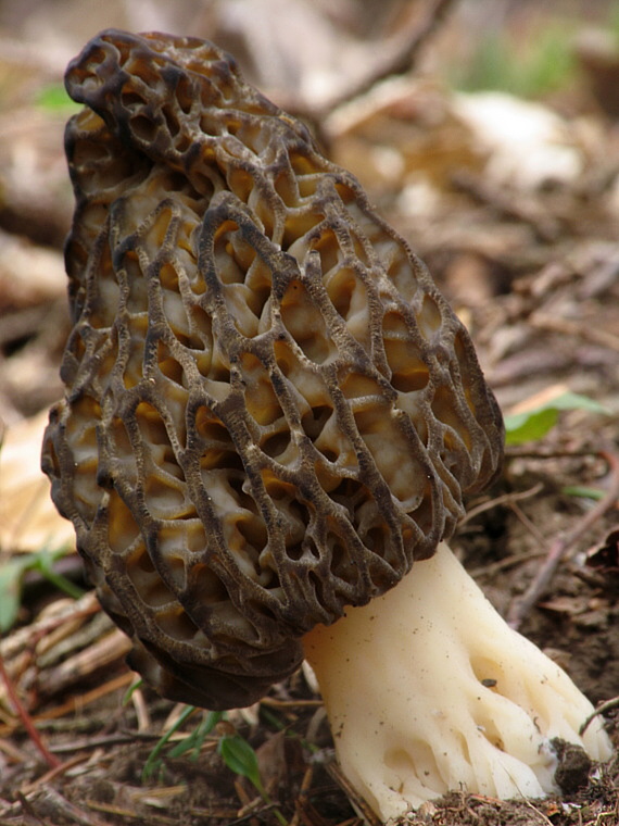 smrčok kužeľovitý Morchella conica Pers.