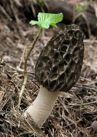 smrčok kužeľovitý  Morchella conica Pers.