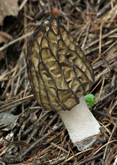 smrčok kužeľovitý  Morchella conica Pers.