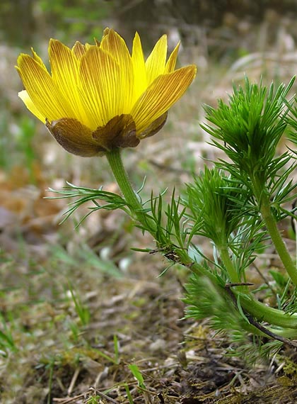 hlaváčik jarný Adonis vernalis L.