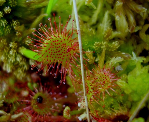 rosička Drosera rotundifolia