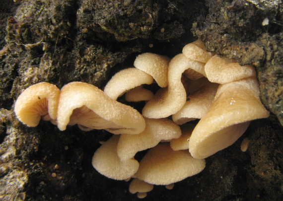 lastúrka Hohenbuehelia sp.