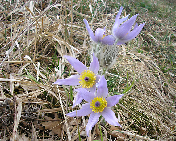 poniklec Pulsatilla grandis Wender.