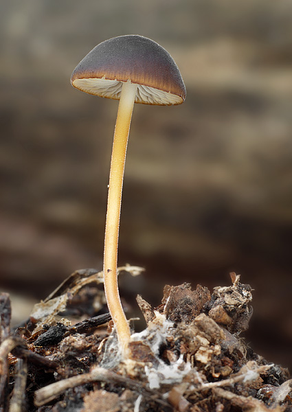 peniazočka horkastá Strobilurus tenacellus (Pers.) Singer