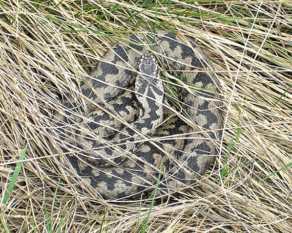 vretenica Vipera berus