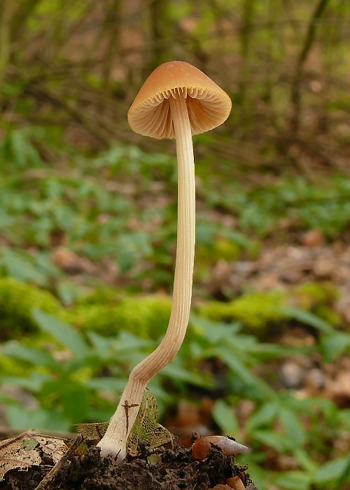 kapucňovec vlhkomilný Conocybe digitalina (Velen.) Singer