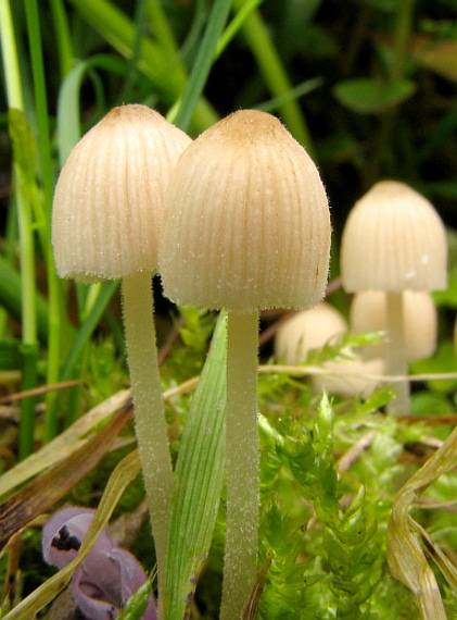 hnojník rozsiaty Coprinellus disseminatus (Pers.) J.E. Lange