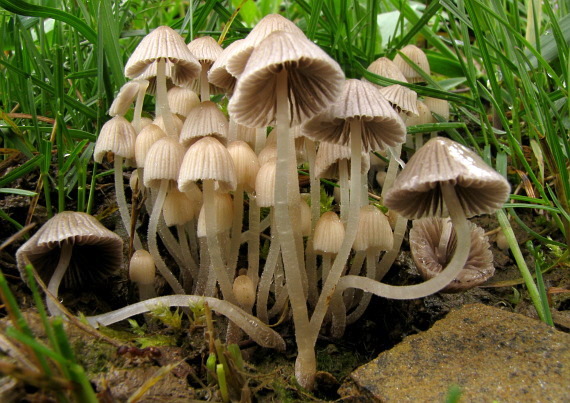 hnojník rozsiaty Coprinellus disseminatus (Pers.) J.E. Lange