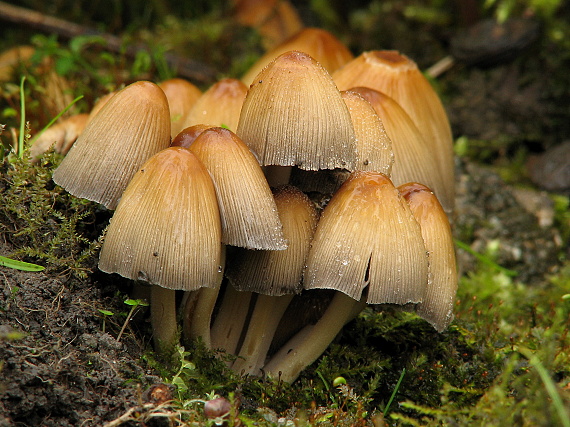 hnojník ligotavý Coprinellus micaceus (Bull.) Vilgalys, Hopple & Jacq. Johnson