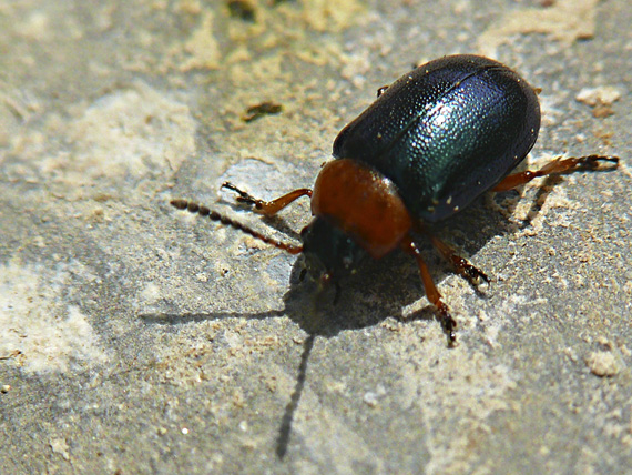 liskavka rdesnová Gastrophysa polygoni