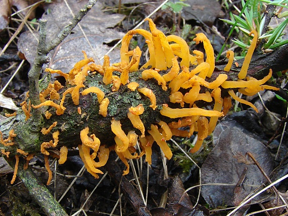 hrdzavka hlohová Gymnosporangium clavariiforme (Wulfen) DC.