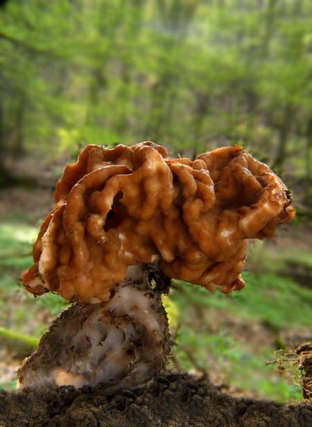 ušiak obrovský Gyromitra gigas (Krombh.) Cooke