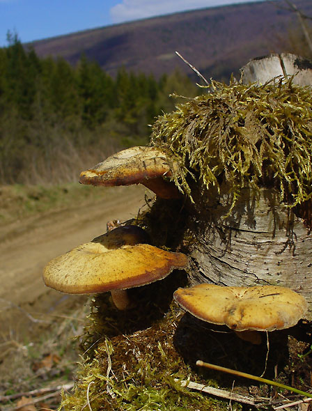 trúdnik Polyporus sp.