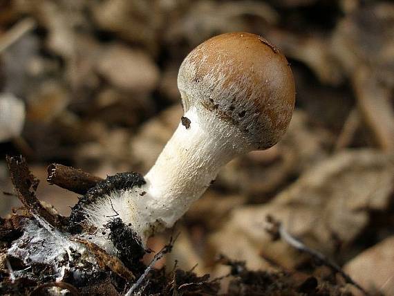 drobuľka Psathyrella sp.