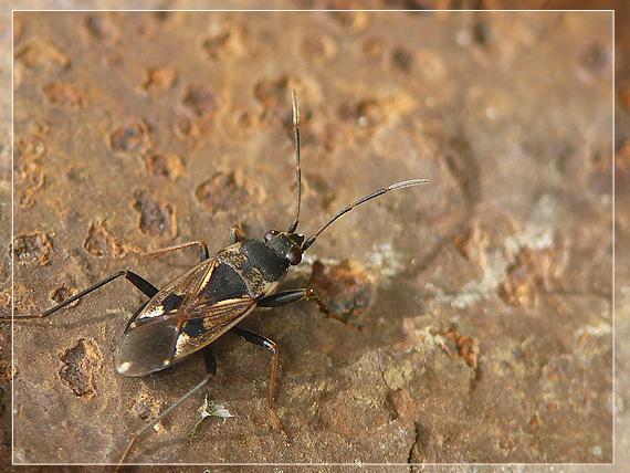 ploštička obecná Rhyparochromus vulgaris