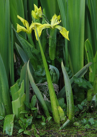 kosatec žltý Iris pseudacorus L.