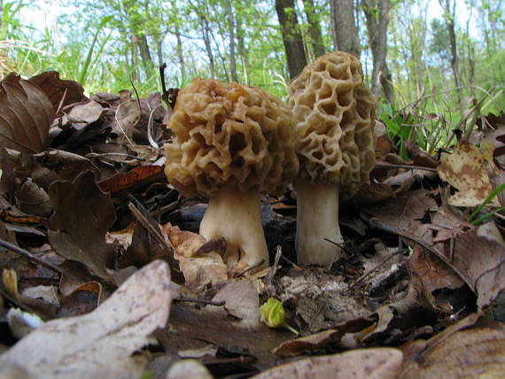 smrčok jedlý Morchella esculenta (L.) Pers.