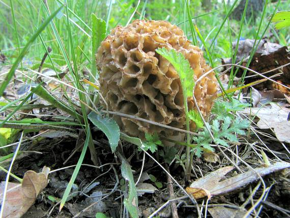 smrčok jedlý Morchella esculenta (L.) Pers.