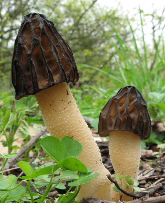 smrčok hybridný Morchella semilibera DC.