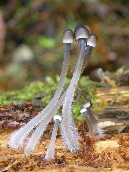 prilbička Mycena sp.